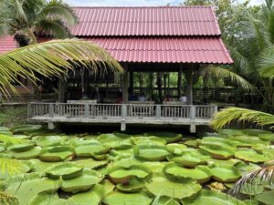 thai cooking classes,thai cooking school