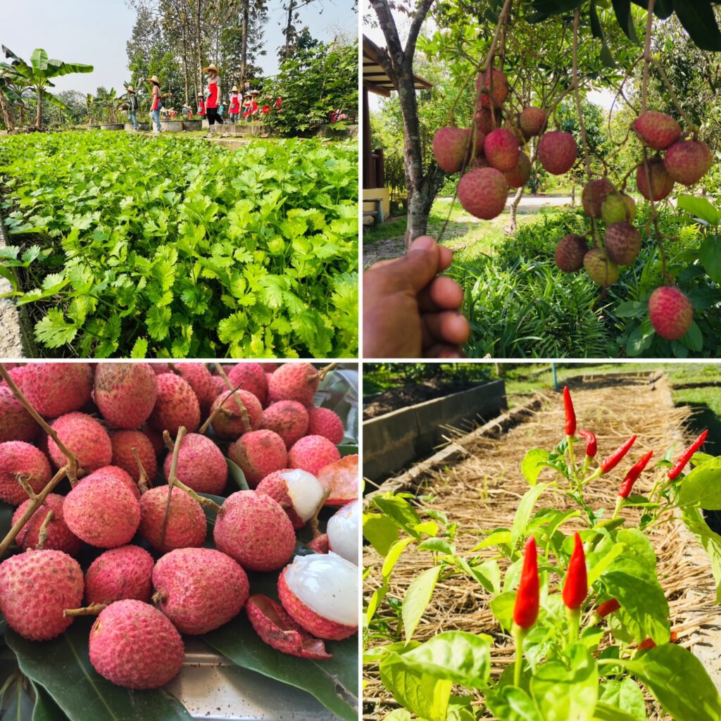 thai cooking classes,thai cooking school