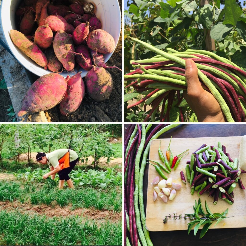 thai cooking classes,thai cooking school