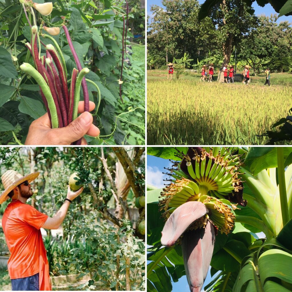 thai cooking classes,thai cooking school