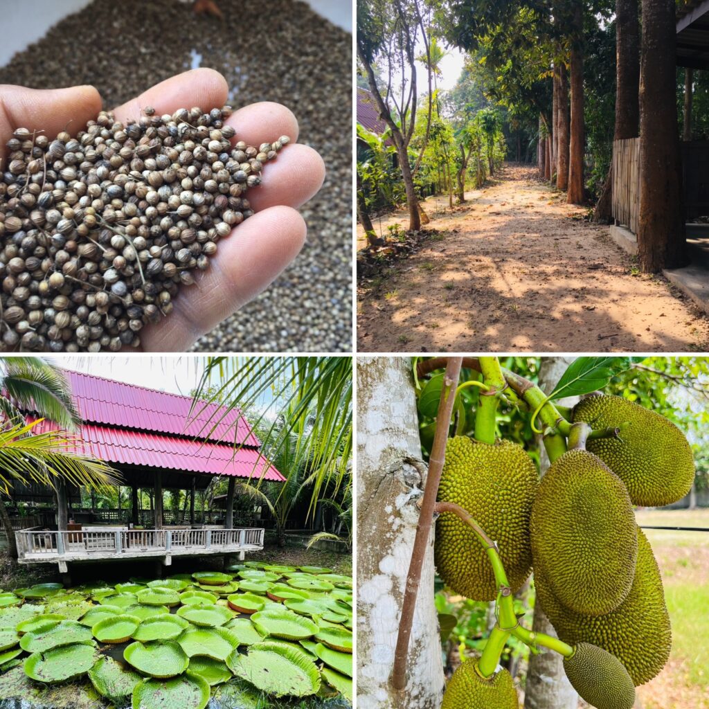 thai cooking classes,thai cooking school