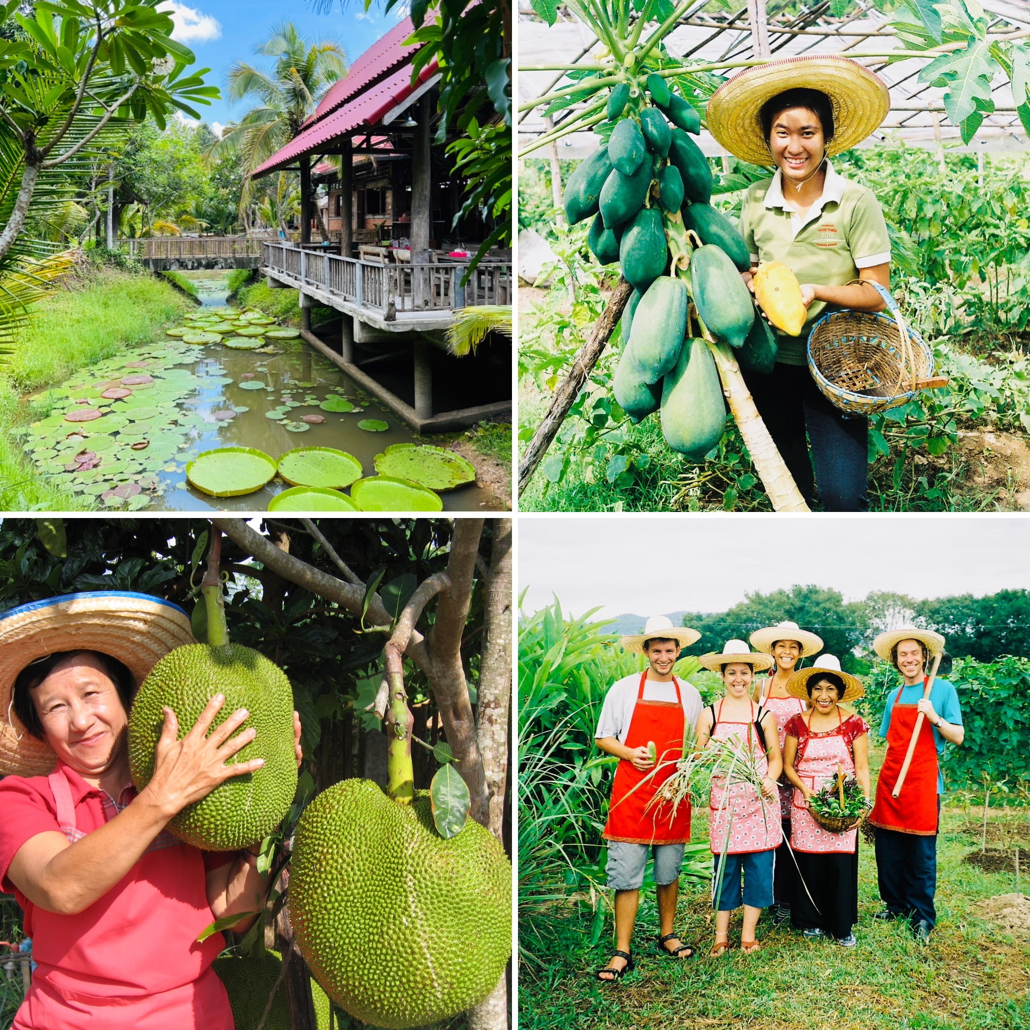 thai cooking classes,thai cooking school