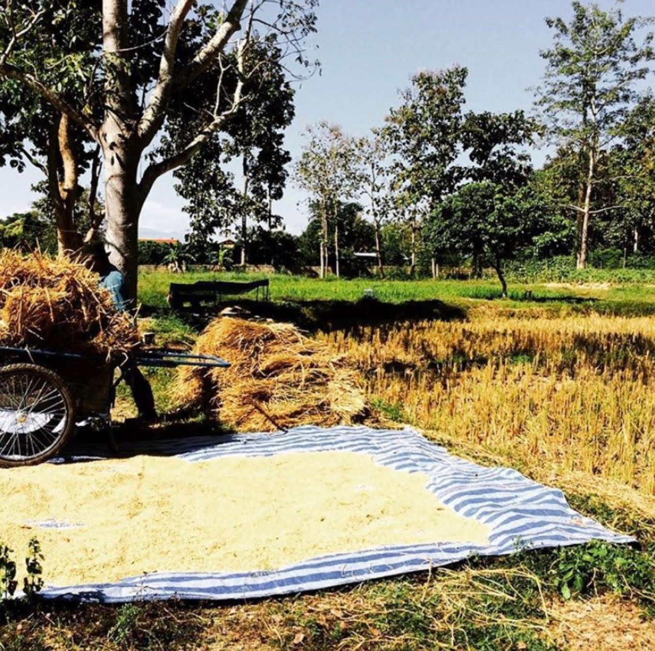 thai cooking classes,thai cooking school