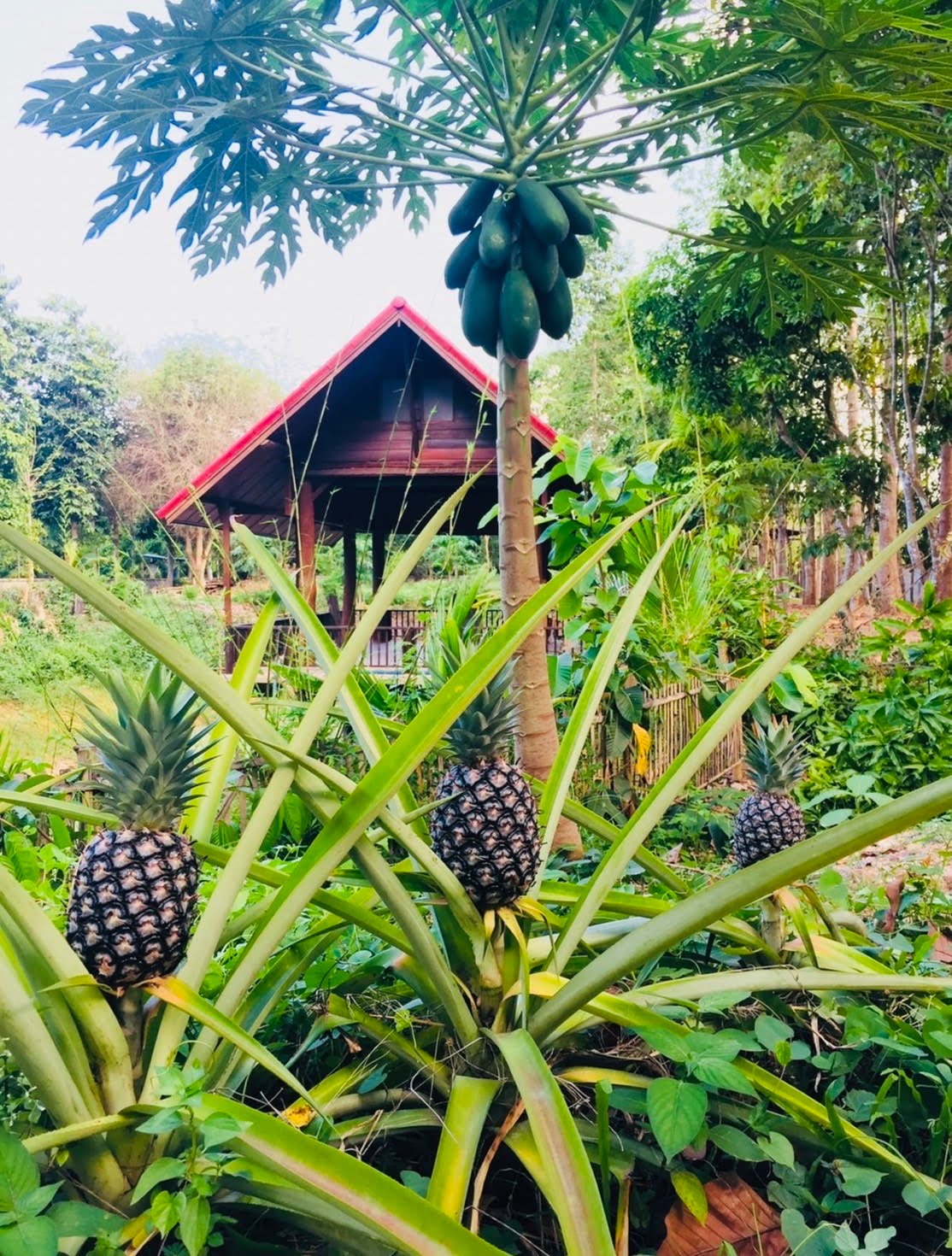 thai cooking classes,thai cooking school