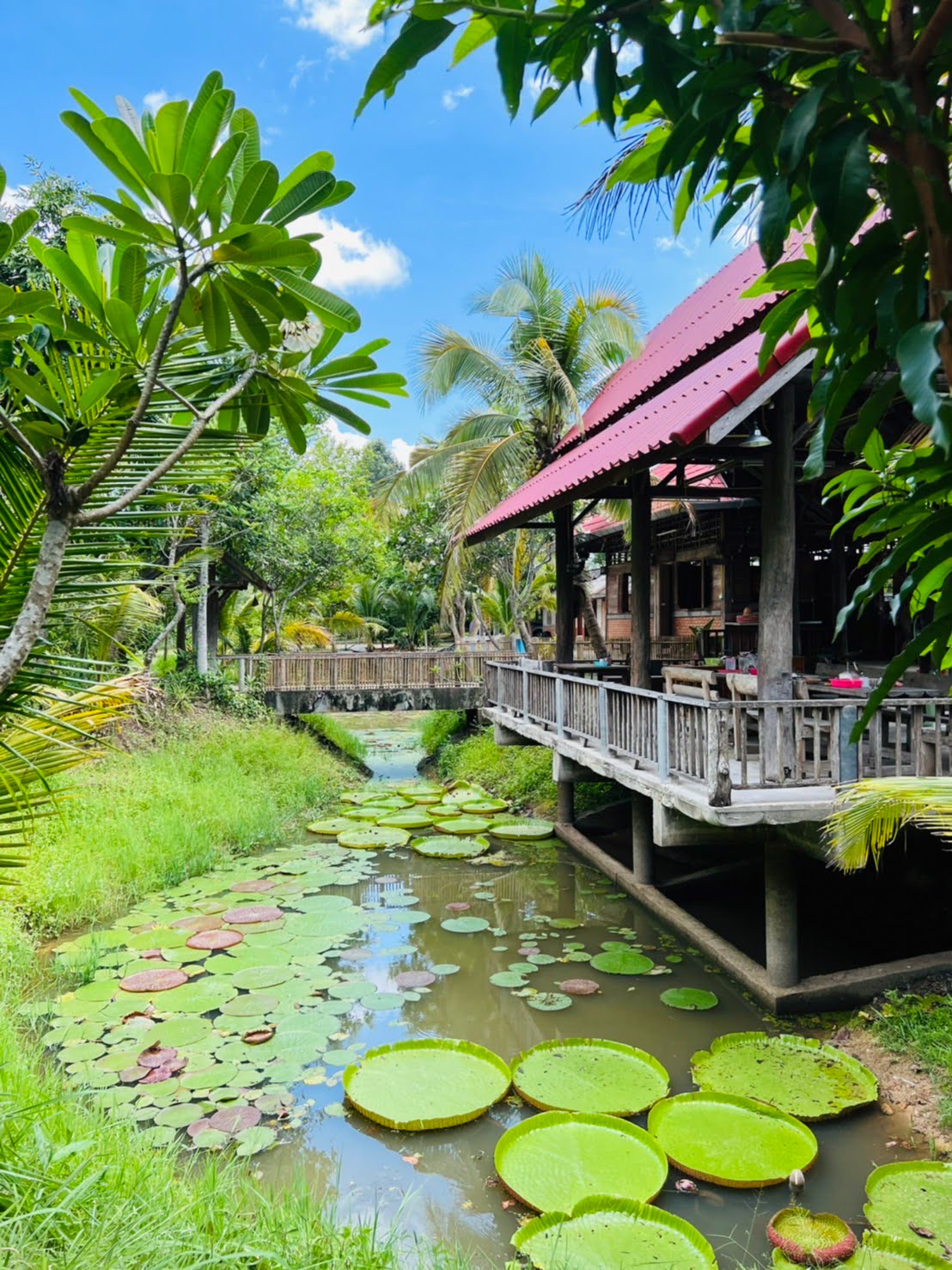 thai cooking classes,thai cooking school