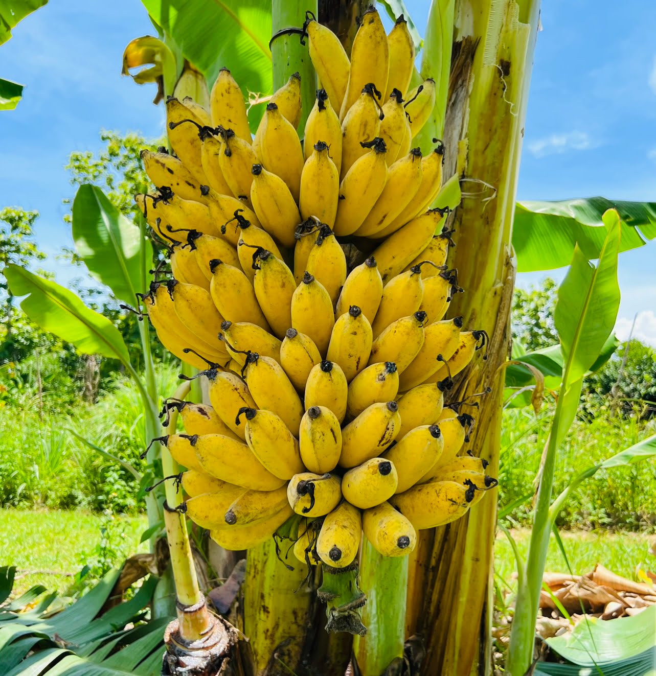 thai cooking classes,thai cooking school