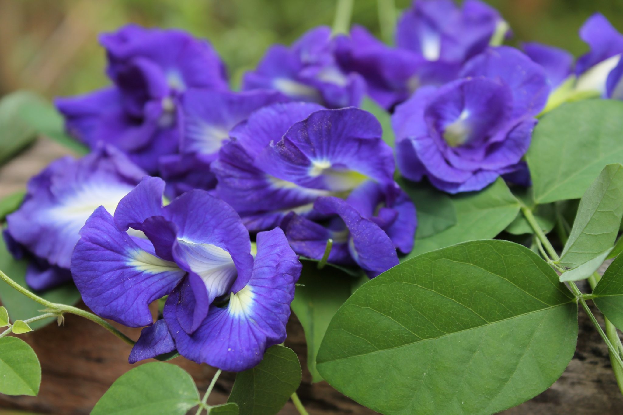 thai cooking classes,thai cooking school