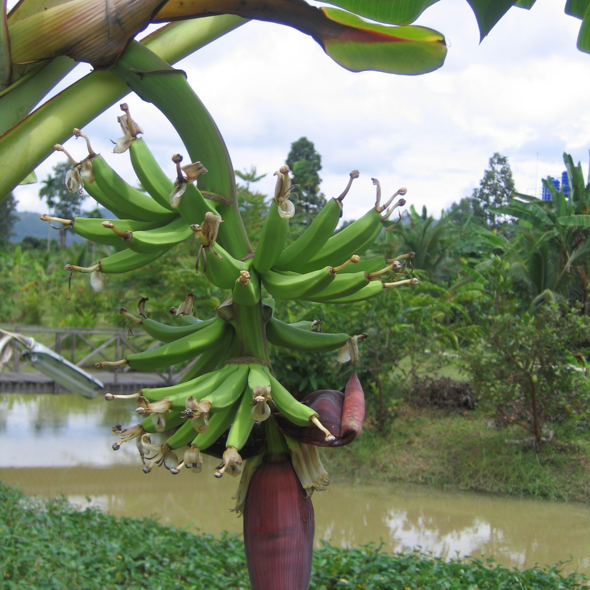 thai cooking classes,thai cooking school