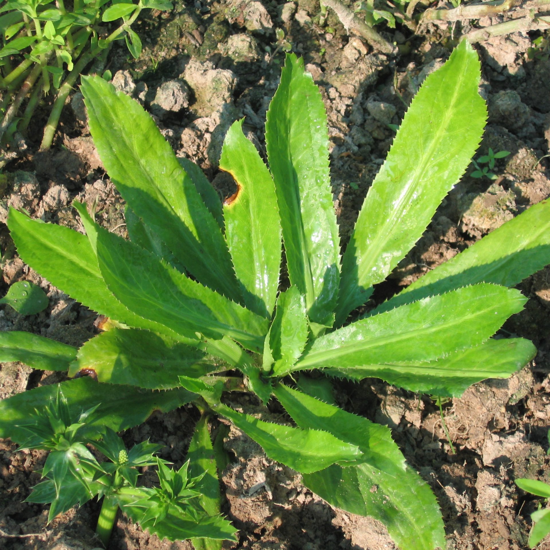 thai cooking classes,thai cooking school