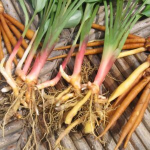 thai cooking classes,thai cooking school