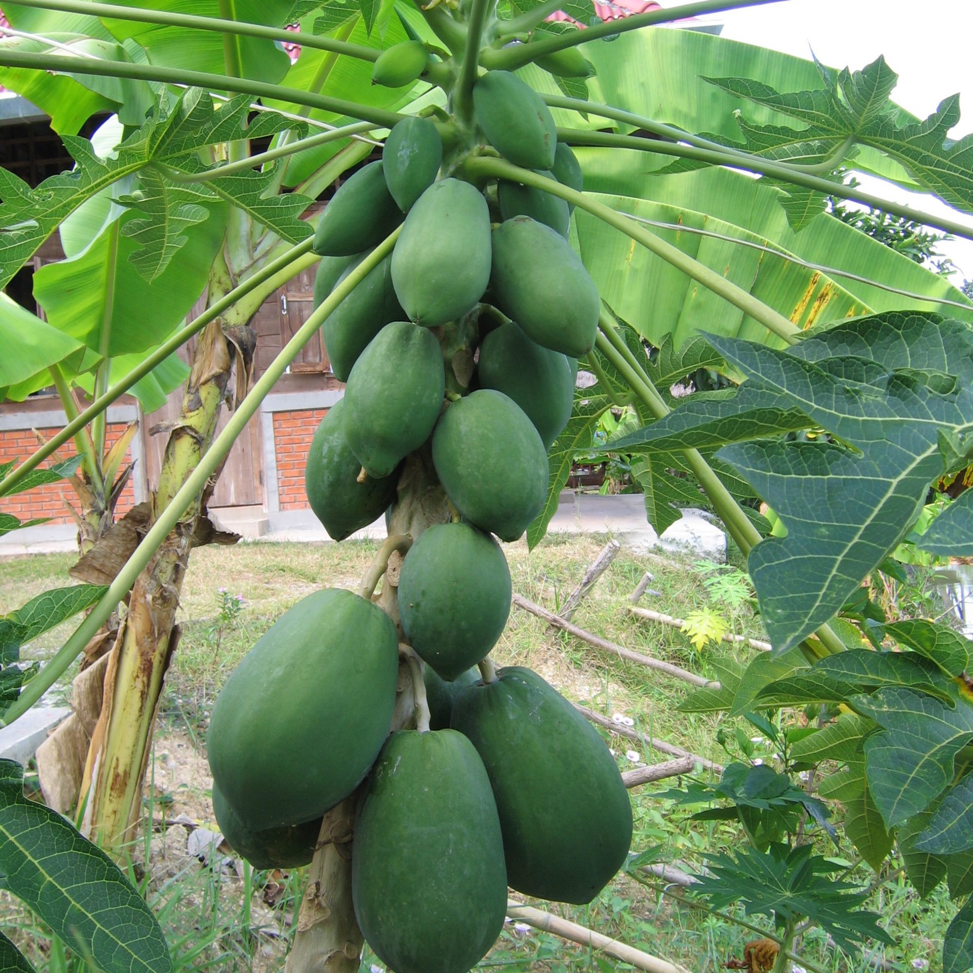 thai cooking classes,thai cooking school