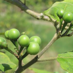 thai cooking classes,thai cooking school