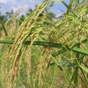 thai cooking classes,thai cooking school