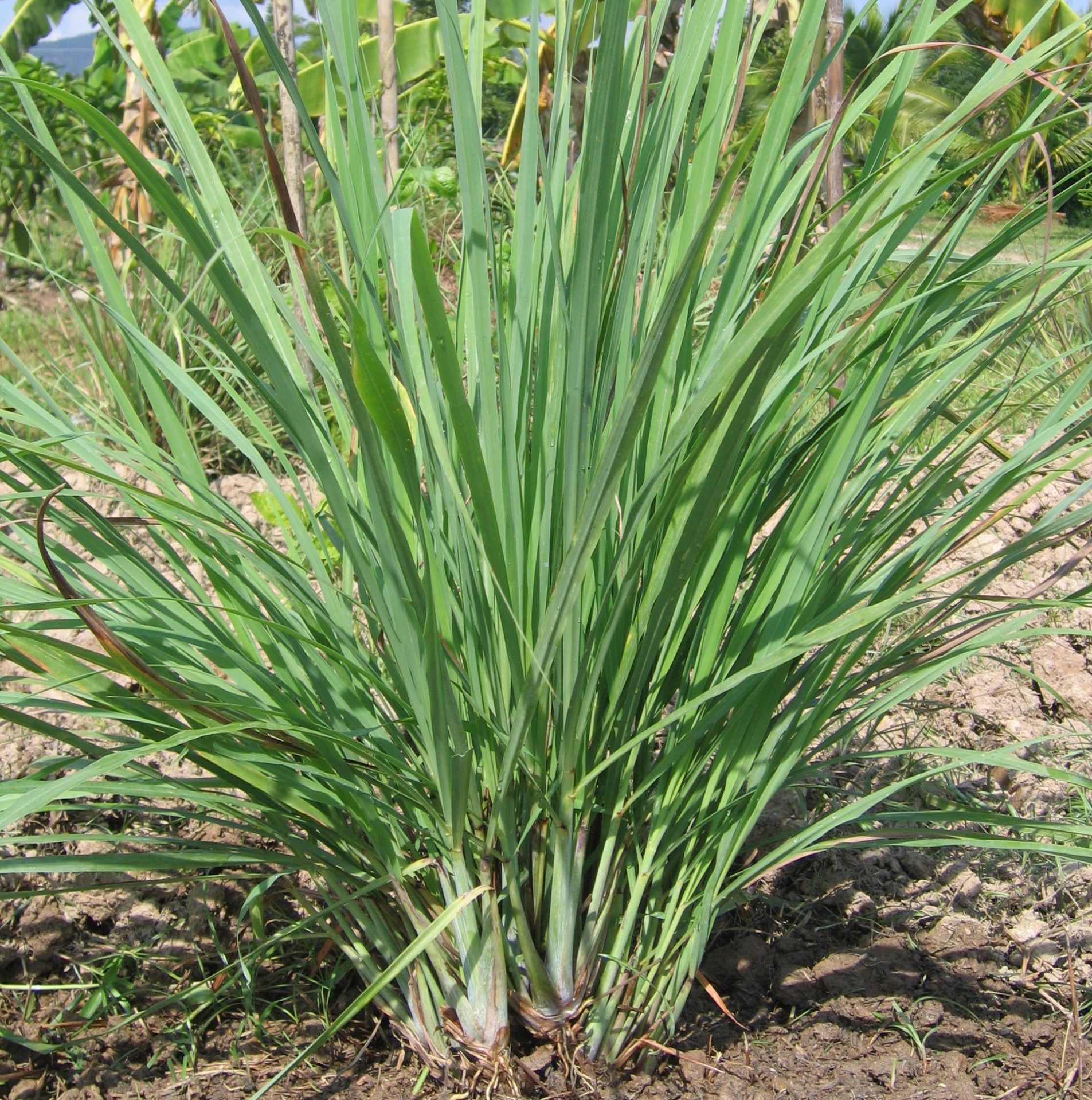 thai cooking classes,thai cooking school