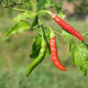 thai cooking classes,thai cooking school