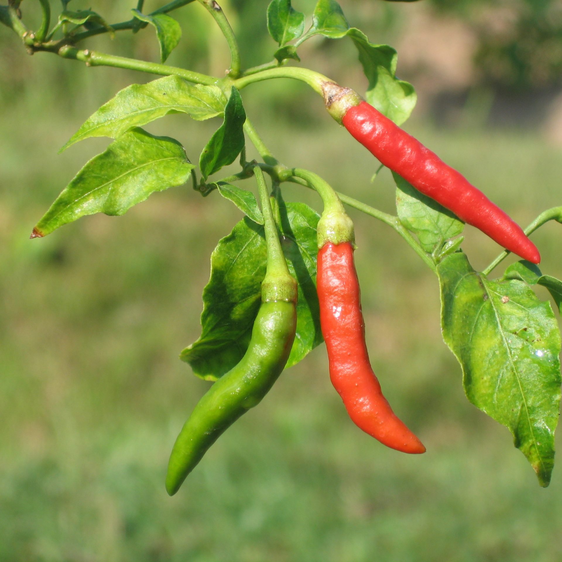 thai cooking classes,thai cooking school