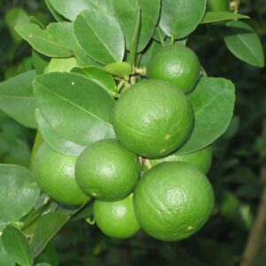 thai cooking classes,thai cooking school