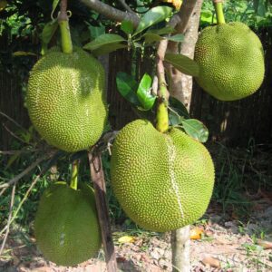 thai cooking classes,thai cooking school