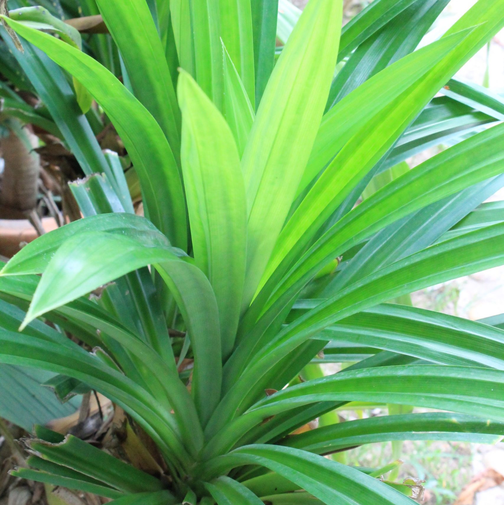 thai cooking classes,thai cooking school