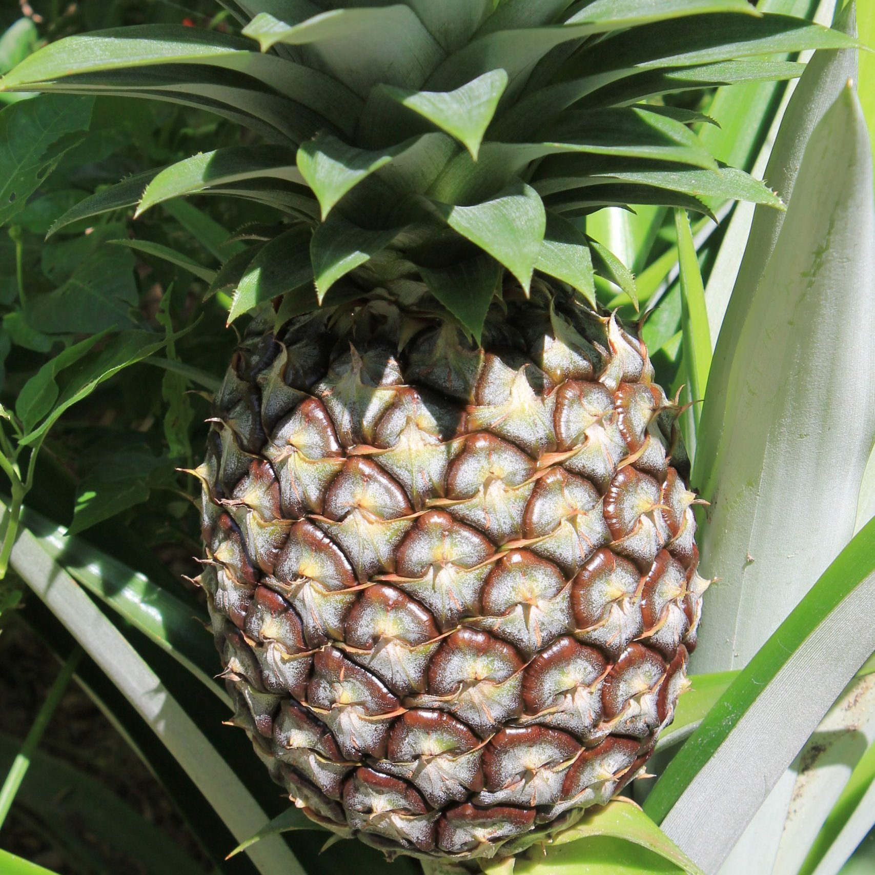 thai cooking classes,thai cooking school