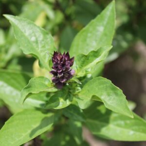 thai cooking classes,thai cooking school