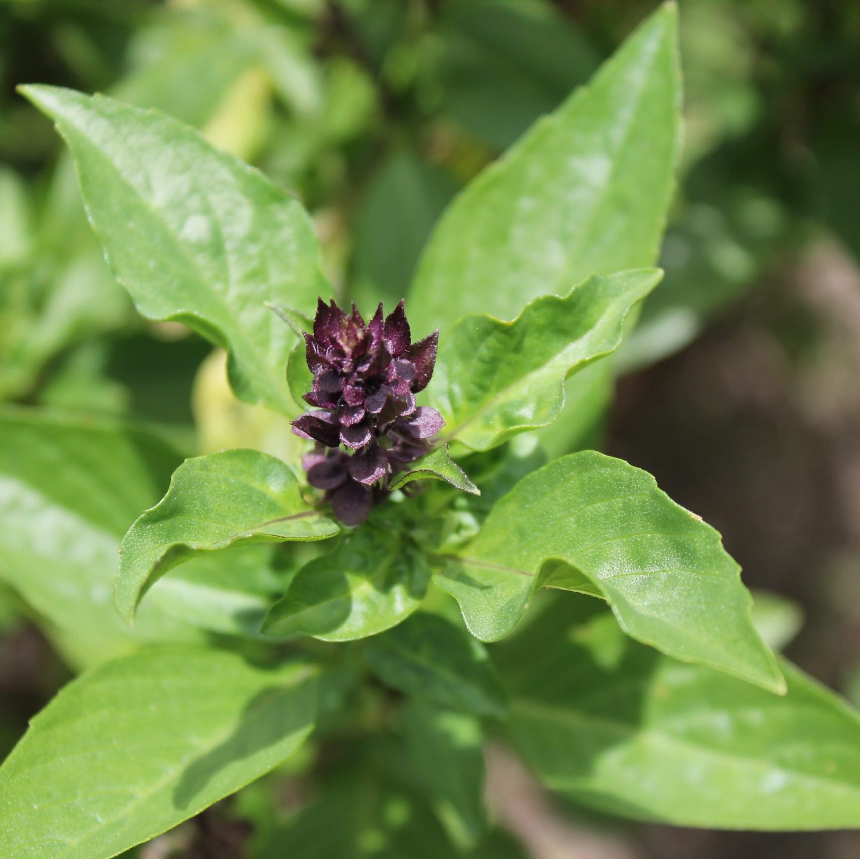 thai cooking classes,thai cooking school