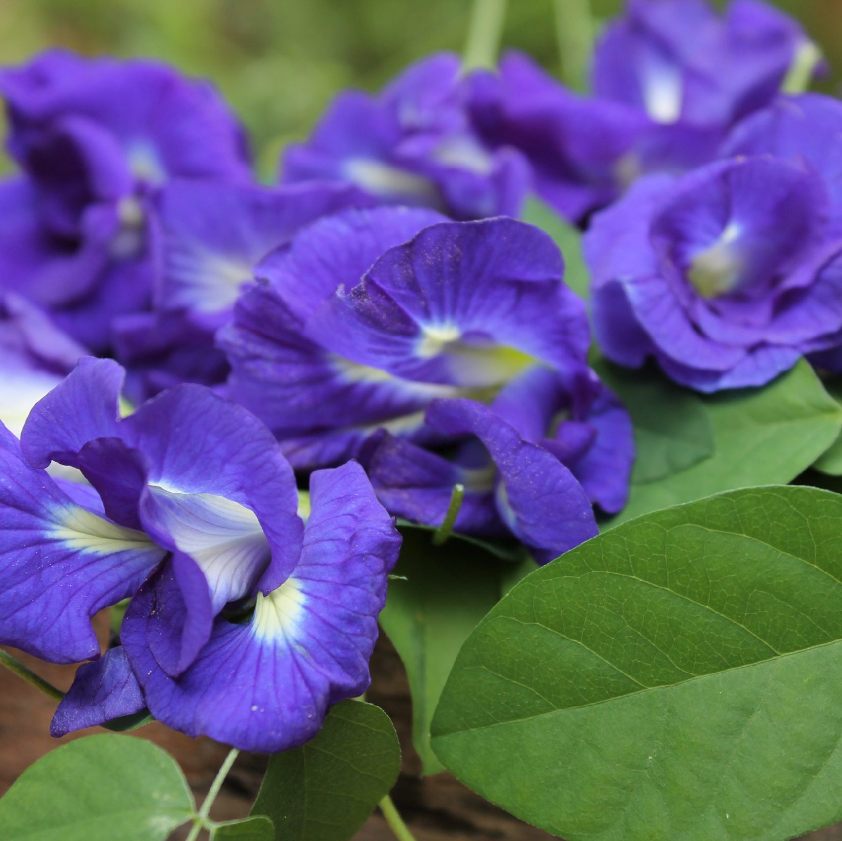 thai cooking classes,thai cooking school