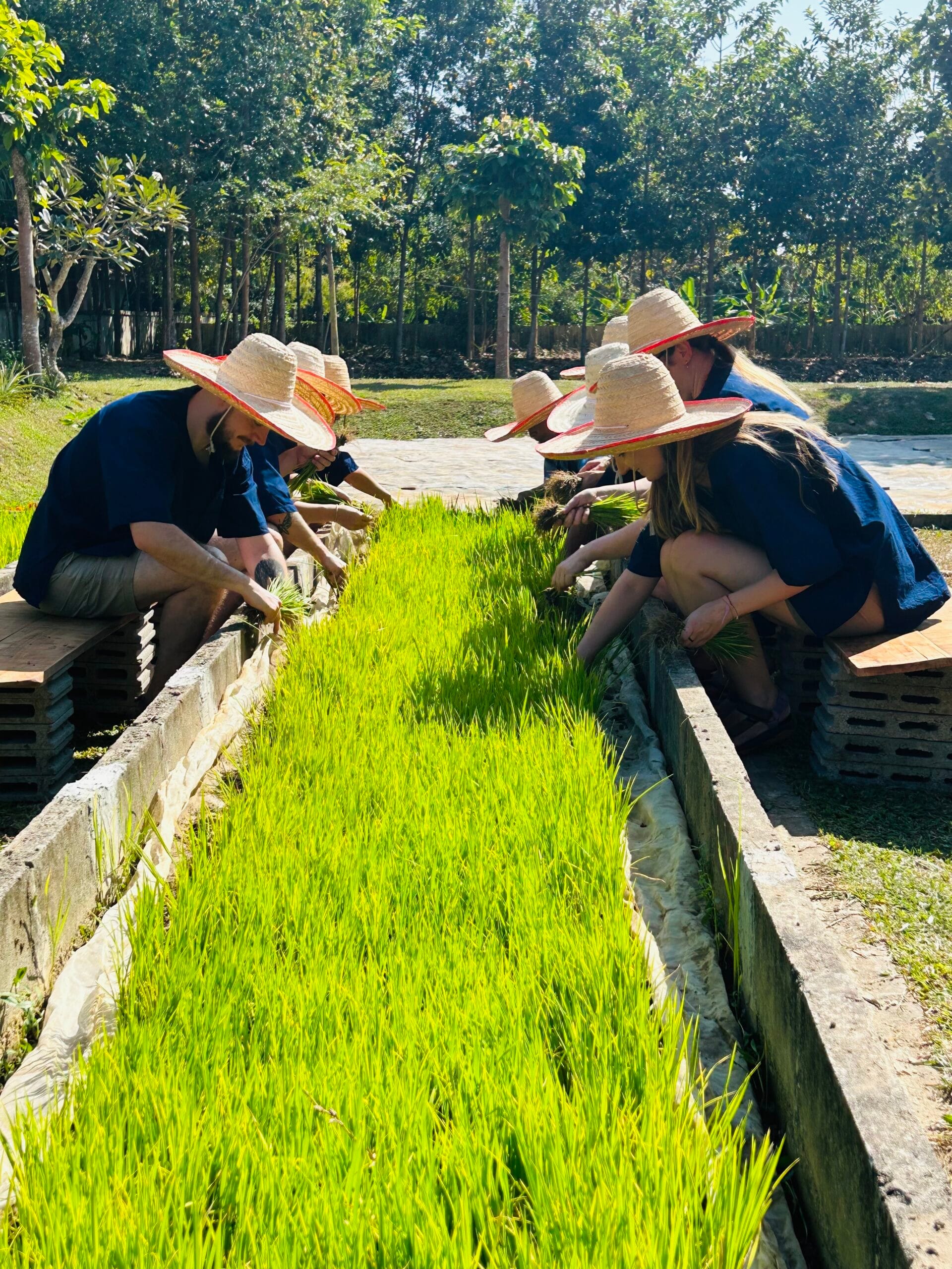 ONE DAY EXPERIENCE COOKING AND RICE PLANTING - The First And Original ...